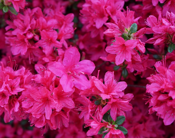 [교화] 철쭉 이미지