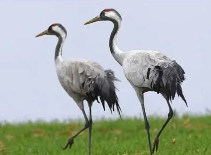 [교조] 두루미 이미지