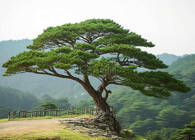 [교목] 소나무 이미지